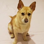 Cão Amarelo