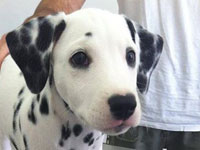 Cruella