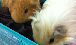 Fusco e Pipoca